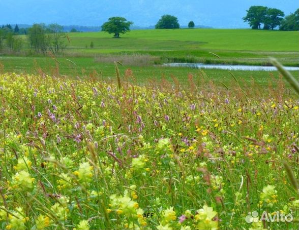 Мед 2024 года натуральный опт