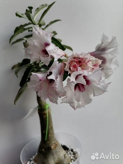 Адениум сорт Winter Cherry