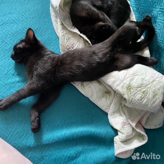 Кот