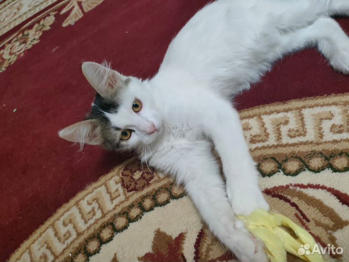 Котена Мия