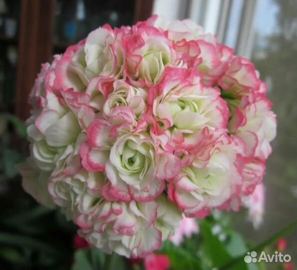 Герань пеларгония розебудная Ч.2