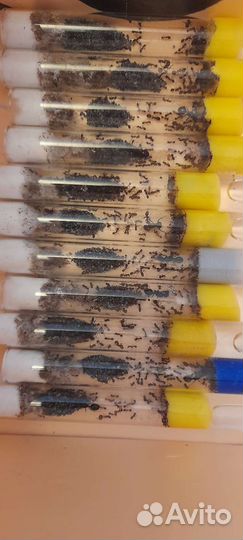 Муравьи жнецы