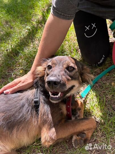 Маленькая домашняя собачка оказалась в приюте