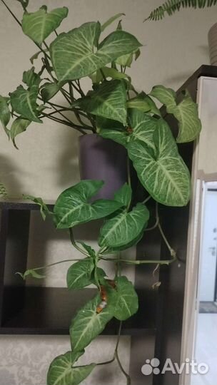 Филодендрон
