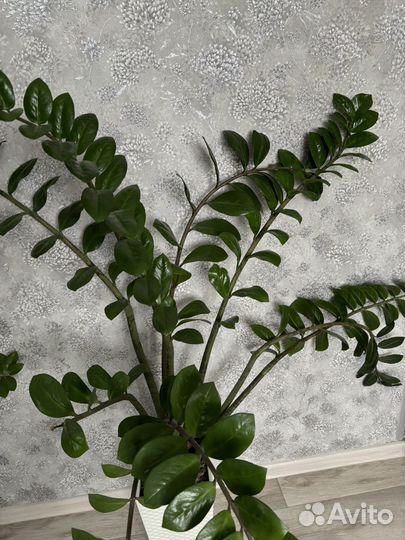 Замиокулькас