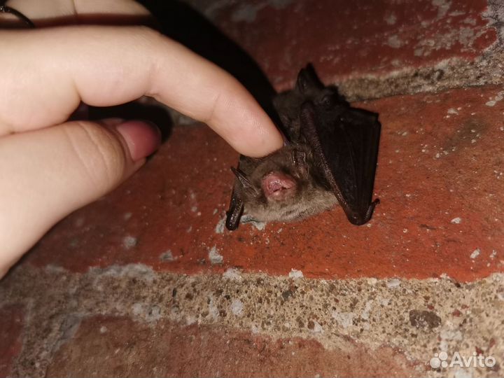 Обзорная экскурсия по Калининграду