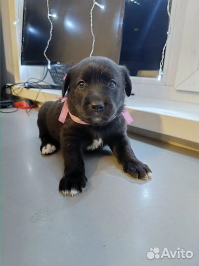 Щенки лабрадора