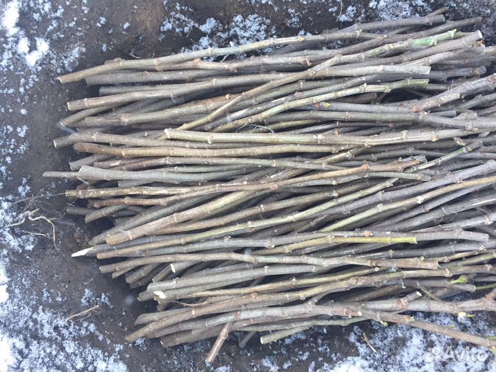 Саженцы и черенки инжира гибрид кадоты