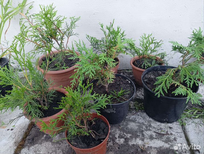 Саженцы туи