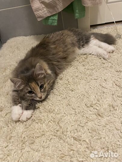 Кошка в добрые руки