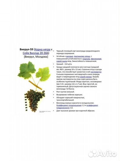 Саженцы винограда из Молдавии