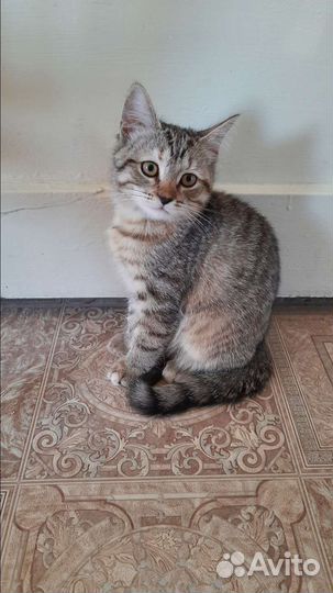 Кошечка в добрые руки