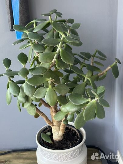Денежное дерево толстянка крассула