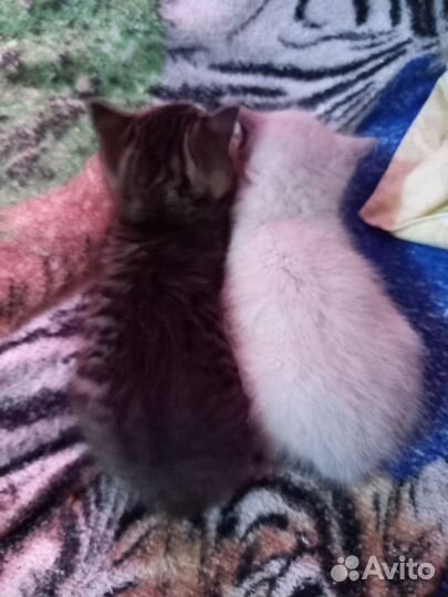 Отдаю котят