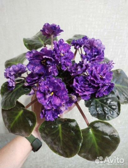 Фиалки