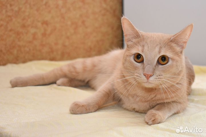 Кот Абрикос и Кокос в добрые руки