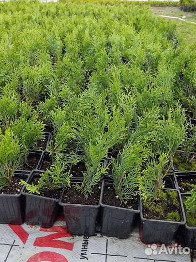 Туя смарагд