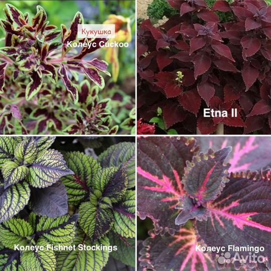Колеус вегетативный эксклюзив