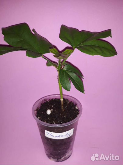 Гибискус сортовой