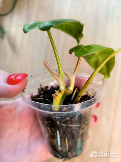 Филодендрон, монстера, эпипренум, сциндапсус