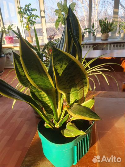 Сансевиерия сортовая