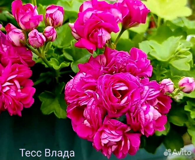Пеларгония Тесс Влада