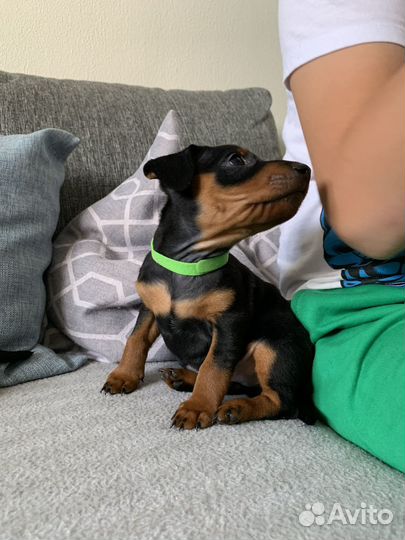 Цвергпинчер