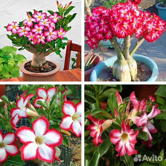 Семена Адениумов