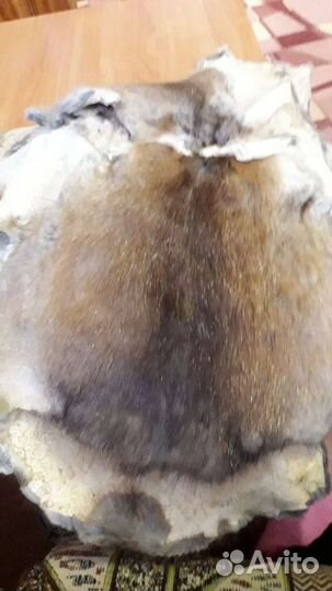 Шкурка ондатры