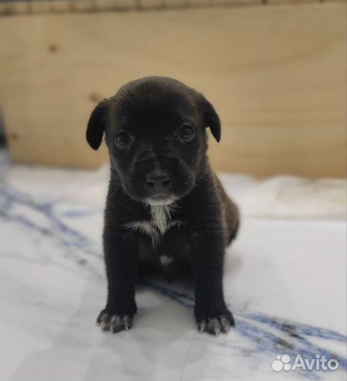 Малыши щенки