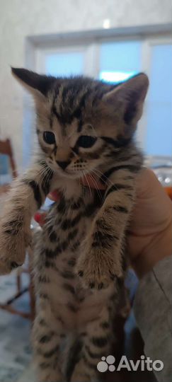 Кошки бесплатно