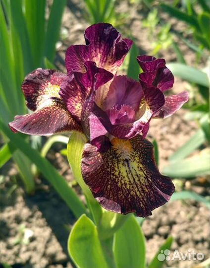 Ирисы карликовые