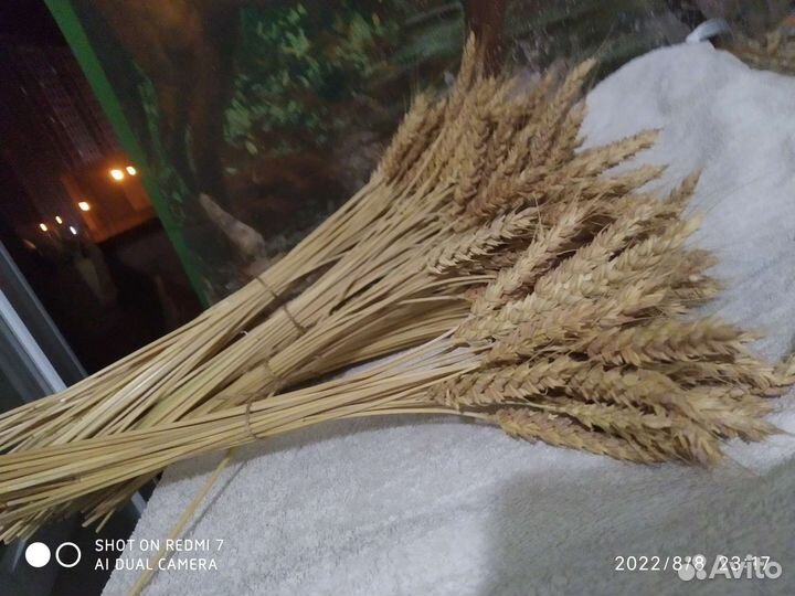 Букет сухоцветы колоски пшеницы