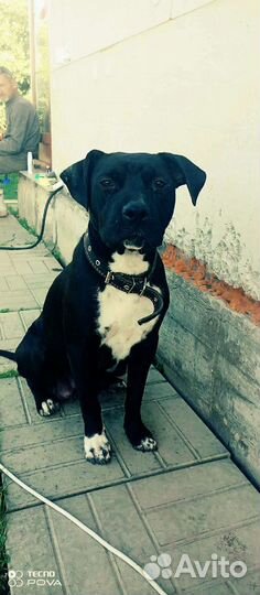 Стаффордширский терьер щенки помесь