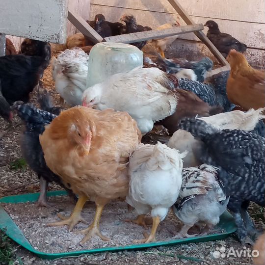 Цыплята Фокси чик, доминант несушка, утка Агидель