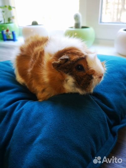 Морская свинка с клеткой бесплатно