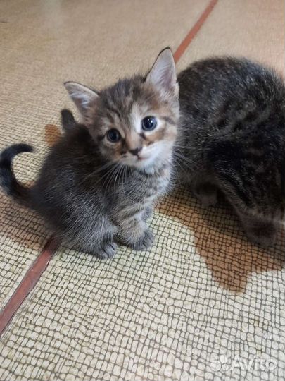 Котятки от сибирской кошки