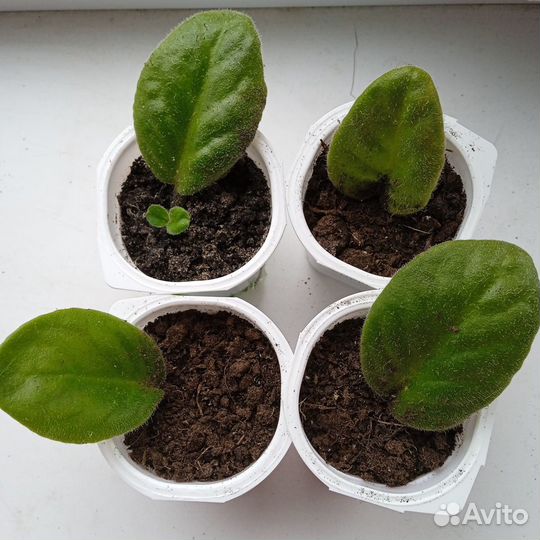 Глоксиния, фиалки