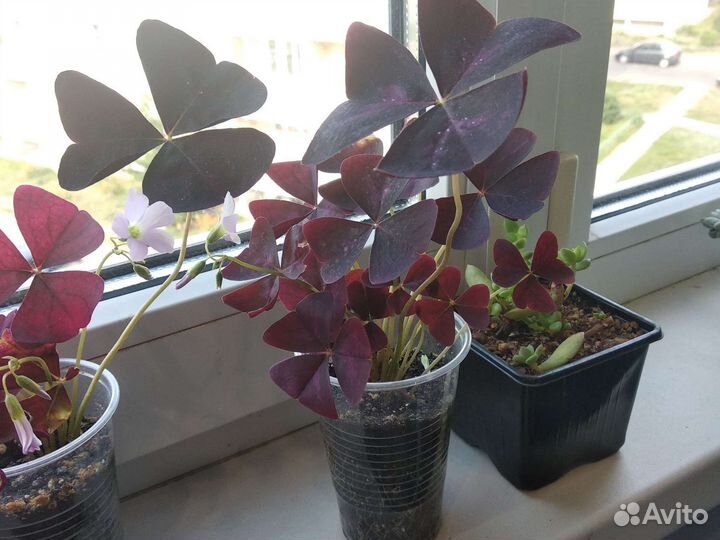 Кислица оксалис