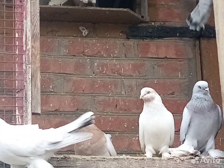 Голуби