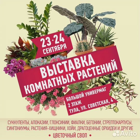 Сортовые фиалки