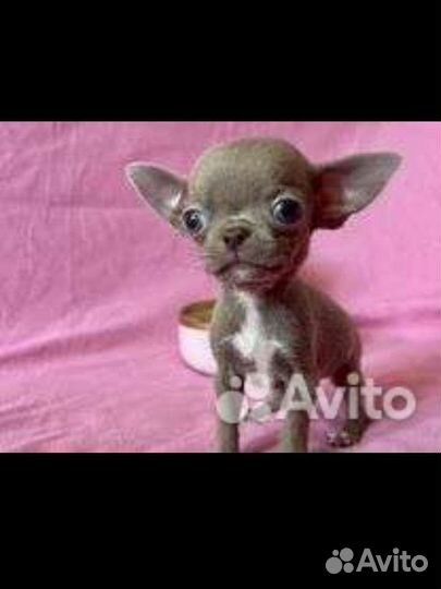 Микро чихва хва