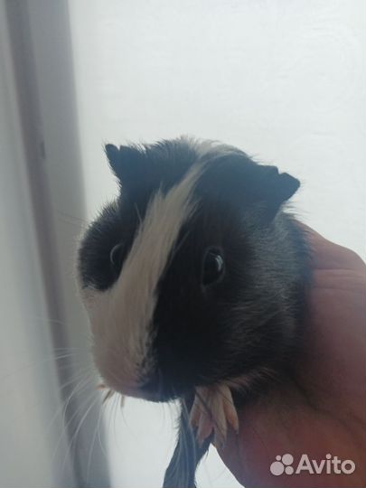 Морская свинка