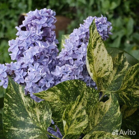 Саженцы сирени Аукубофолия