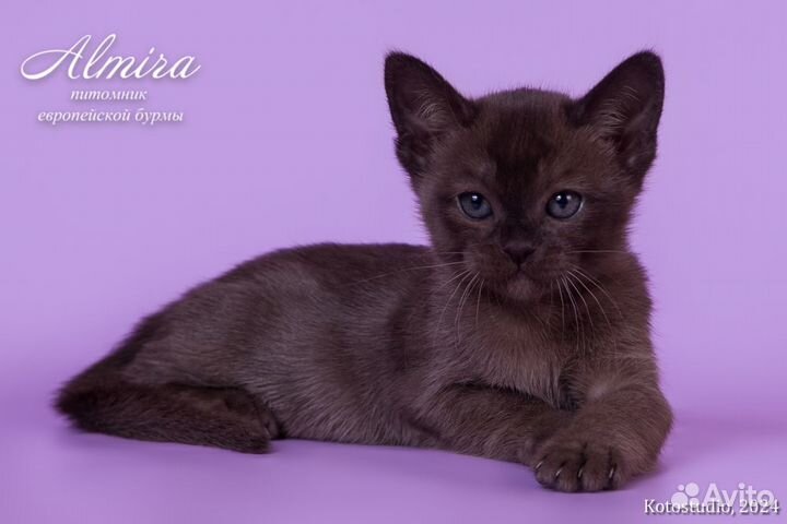 Котята из питомника