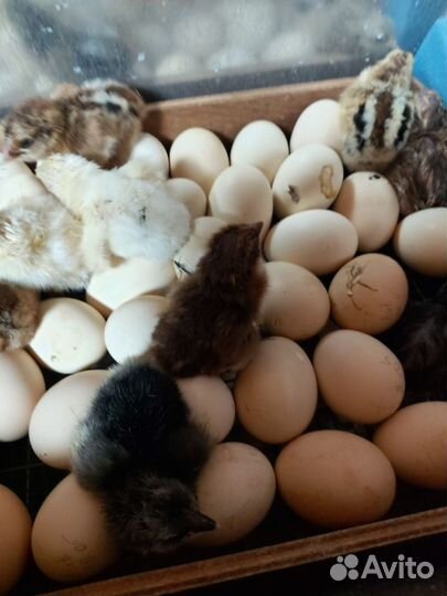 Молодки.Цыплята ливенские. Гуси Линда семья