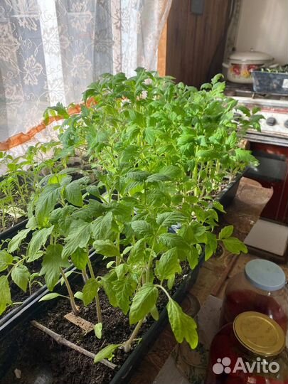 Рассада помидор, цветов