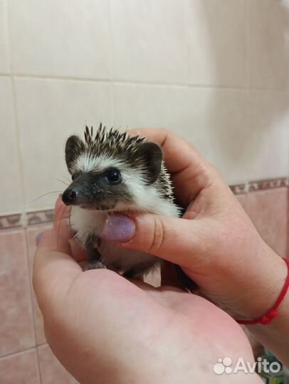 Африканский ёжик