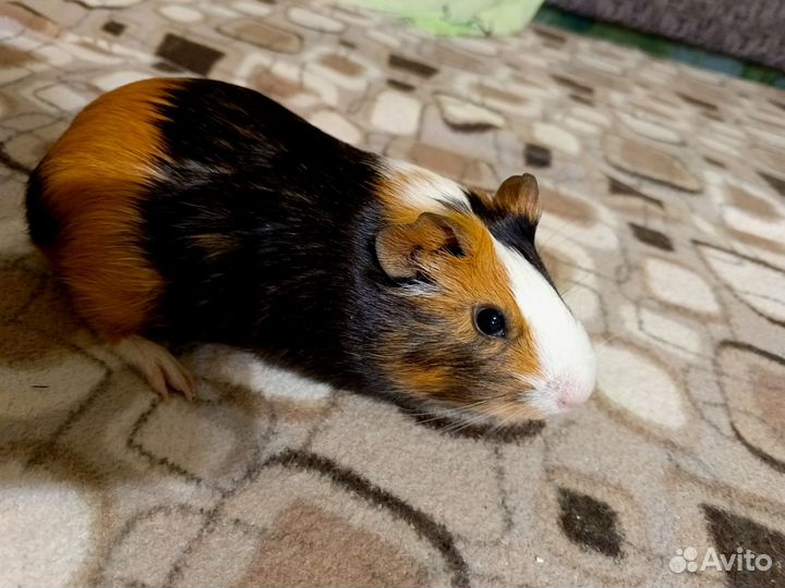 Морская свинка