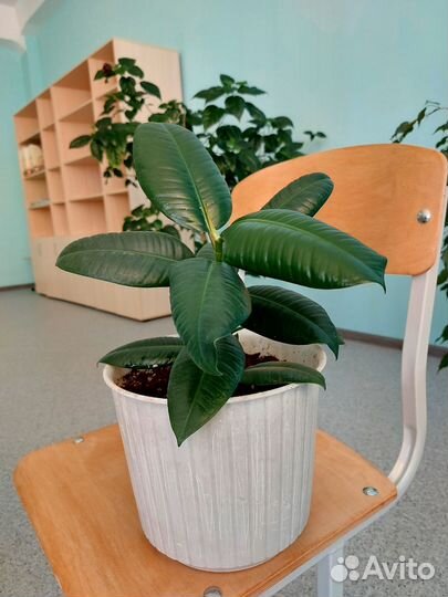 Фикус с горшком